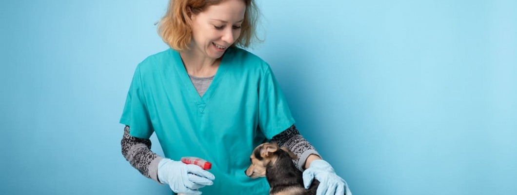 asistentă veterinară îngrijește un cățel mic, purtând mănuși și folosind soluție de igienizare pe o masă de consultație