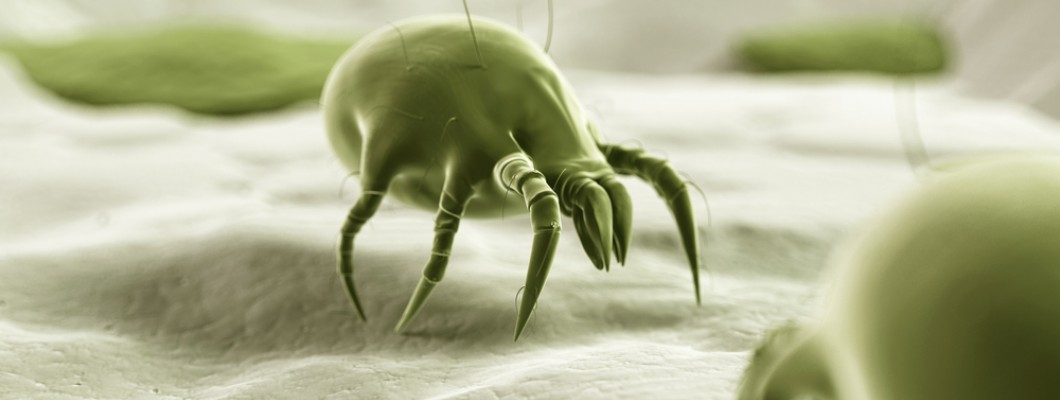 Acarieni într-un mediu cu praf