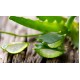 Crema hidratanta de fata cu aloe pentru toate tipurile de ten Herbal Care 50 ml Crema hidratanta de fata cu aloe pentru toate tipurile de ten Herbal Care 50 ml