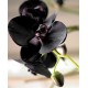 Ulei pentru masaj sau baie cu Orhidee neagra 250 ml