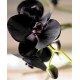 Ulei pentru masaj sau baie cu Orhidee neagra 250 ml Ulei pentru masaj sau baie cu Orhidee neagra 250 ml