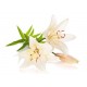 Spray de corp Ginger Lily and Mandarin Grace Cole 250ml Spray de corp Ginger Lily and Mandarin Grace Cole 250ml