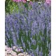 Rezerva odorizant TCELL fara puf, silent - Sweet lavander 48ml