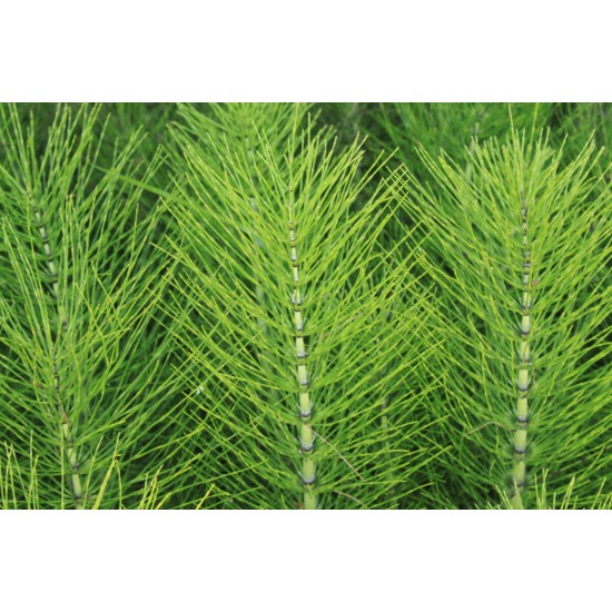 Balsam spray vegan pentru toate tipurile de par cu extract de aloe, coada-calului si keratină vegetală Radical Farmona 200 ml Balsam spray vegan pentru toate tipurile de par cu extract de aloe, coada-calului si keratină vegetală Radical Farmona 200 ml