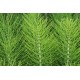 Balsam spray vegan pentru toate tipurile de par cu extract de aloe, coada-calului si keratină vegetală Radical Farmona 200 ml Balsam spray vegan pentru toate tipurile de par cu extract de aloe, coada-calului si keratină vegetală Radical Farmona 200 ml