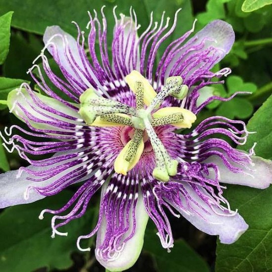 Balsam de rufe, Purple Orhid, COCOLINO, 1.45 L