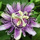 Balsam de rufe, Purple Orhid, COCOLINO, 1.45 L Balsam de rufe, Purple Orhid, COCOLINO, 1.45 L