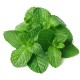 Pasta de dinti naturala cu plante siberiene 7 northern herbs, 100g - Natura Siberica Pasta de dinti naturala cu plante siberiene 7 northern herbs, 100g - Natura Siberica