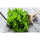Ulei esential aromatic menta Organique 7 ml Ulei esential aromatic menta Organique 7 ml