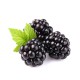 Crema-masca de noapte regeneranta antioxidanta cu ceramide si Q10, 50ml - Anti-OX Wild Blueberry Crema-masca de noapte regeneranta antioxidanta cu ceramide si Q10, 50ml - Anti-OX Wild Blueberry