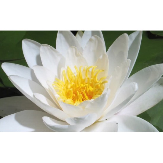 Crema de dus cu floare de bumbac si lotus alb Greenland 250 ml            