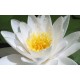 Crema de dus cu floare de bumbac si lotus alb Greenland 250 ml Crema de dus cu floare de bumbac si lotus alb Greenland 250 ml