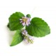 Lotiune de corp cu lime si patchouli Greenland 150 ml Lotiune de corp cu lime si patchouli Greenland 150 ml