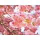 Gel de dus cu floare de cires si nufar Bloom Essence Organique 250 ml Gel de dus cu floare de cires si nufar Bloom Essence Organique 250 ml