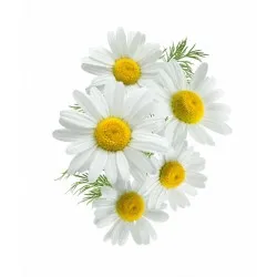 Hartie igienica, in 3 straturi, 10 role/pachet, SANO PAPER TOILET OPTIMA Hartie igienica, in 3 straturi, 10 role/pachet, SANO PAPER TOILET OPTIMA