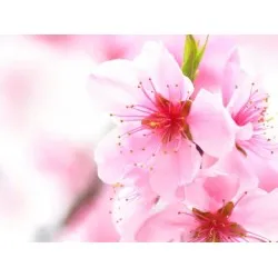 Balsam de rufe ultra concentrat Sano Maxima JOY, 1L (40sp) Balsam de rufe ultra concentrat Sano Maxima JOY, 1L (40sp)