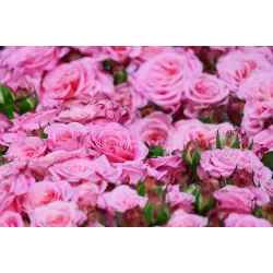 MIGEI Manual -detergent universal pentru pardoseala cu parfum de trandafir, Asevi, 5L MIGEI Manual -detergent universal pentru pardoseala cu parfum de trandafir, Asevi, 5L